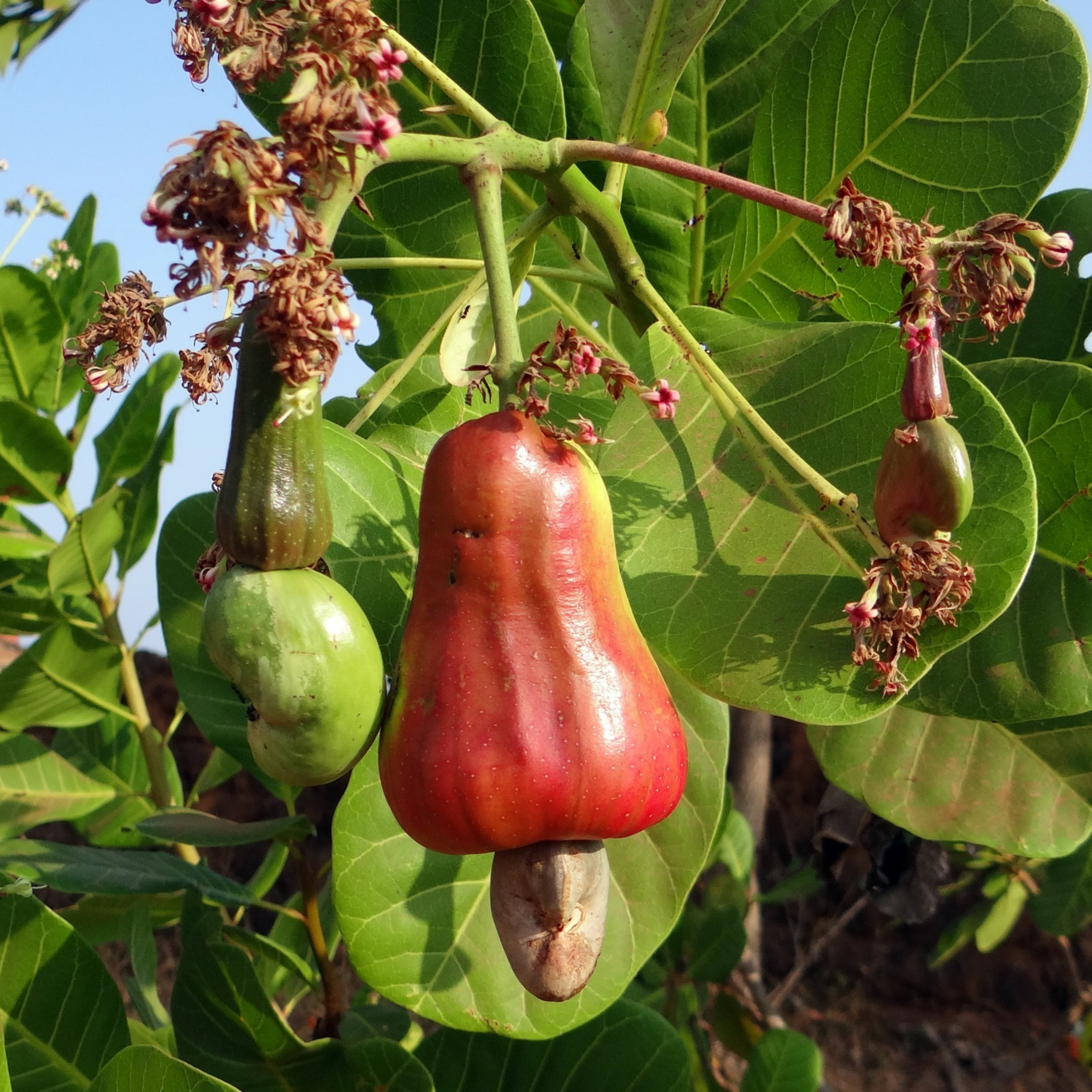 Goa Cashew Festival
